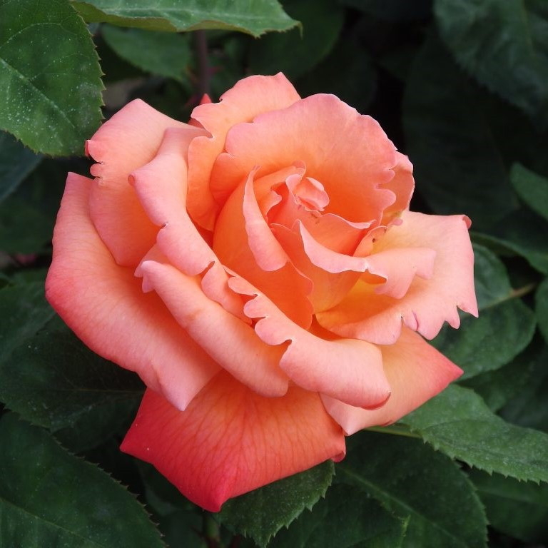 Роза чайно-гибридная "Христофор Колумб", С3 - фото 2 - id-p223493316