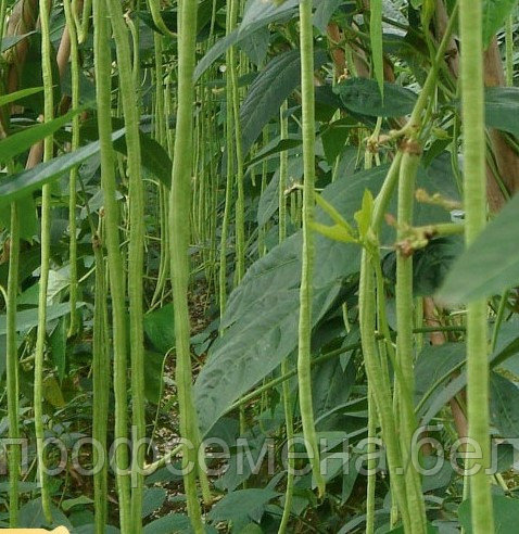 Фасоль спаржевая китайская Метро, семена, 1,5гр., (сдв) - фото 1 - id-p223513295