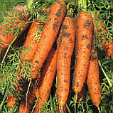 Семена Морковь Маэстро F1 (250 шт) Vilmorin, фото 2