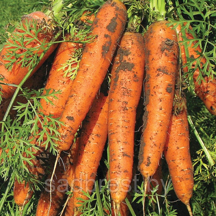 Семена Морковь Маэстро F1 (250 шт) Vilmorin - фото 2 - id-p223531067