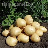 КОЛОМБО, картофель семенной