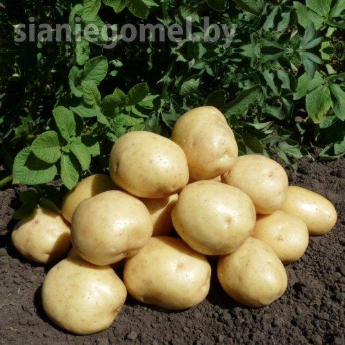 КОЛОМБО, картофель семенной купить в Беларуси по цене 3,80 руб./кг ...