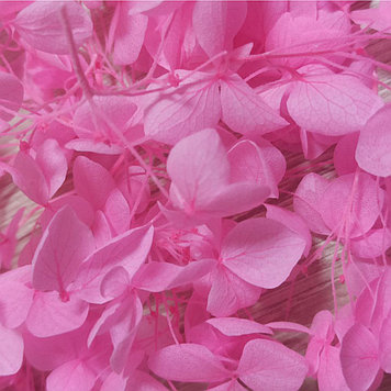 Сухоцветы Гортензия стабилизированная Розовая