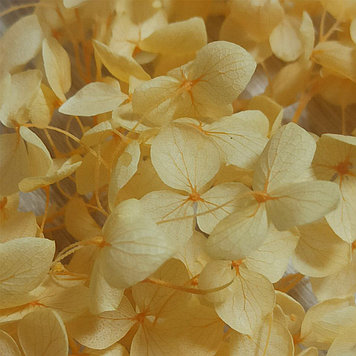 Сухоцветы Гортензия стабилизированная персиковая