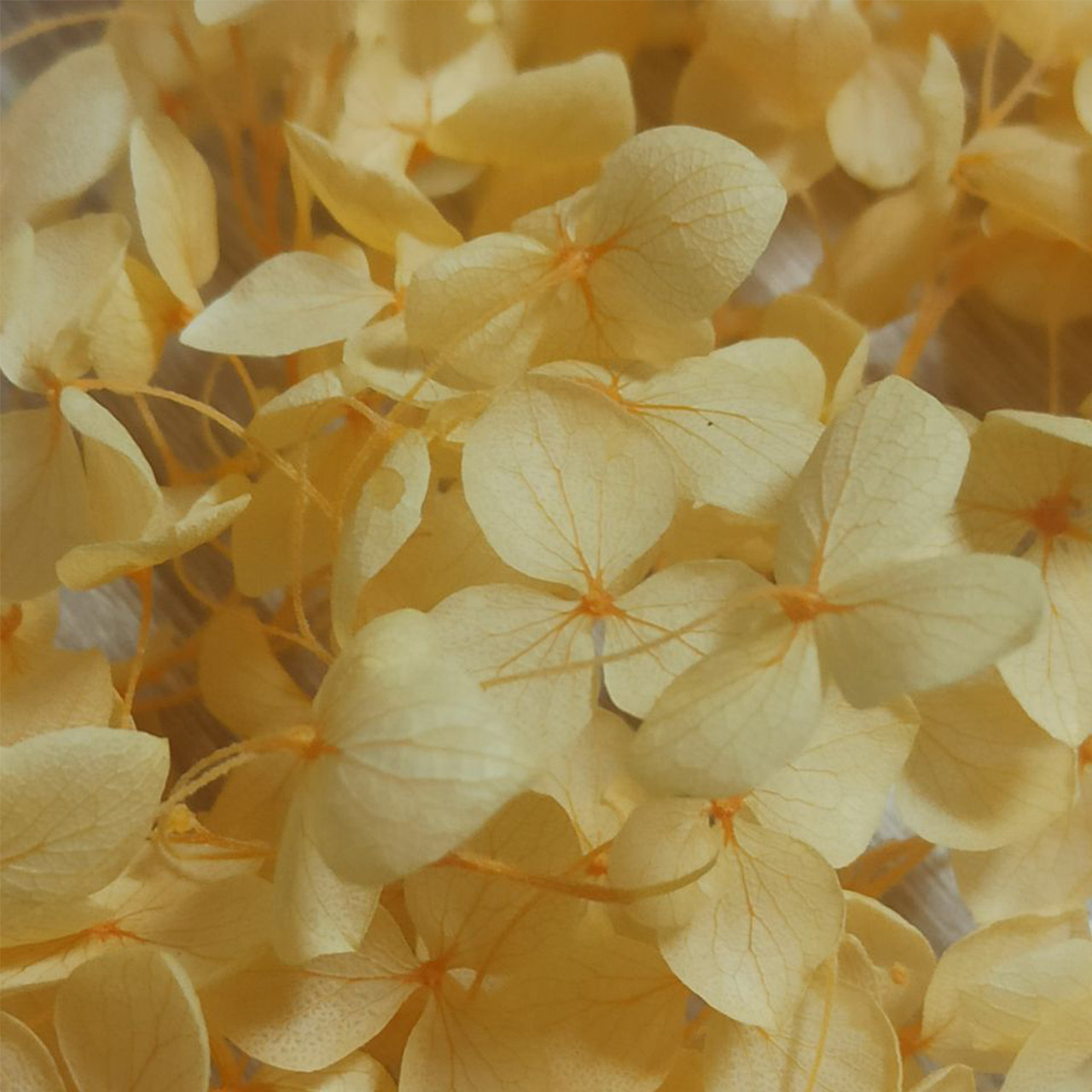 Сухоцветы Гортензия стабилизированная персиковая - фото 1 - id-p223542574