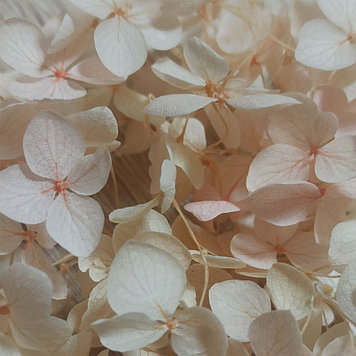 Сухоцветы Гортензия стабилизированная бледно-розовая