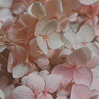 Сухоцветы Гортензия стабилизированная нежно-розовая