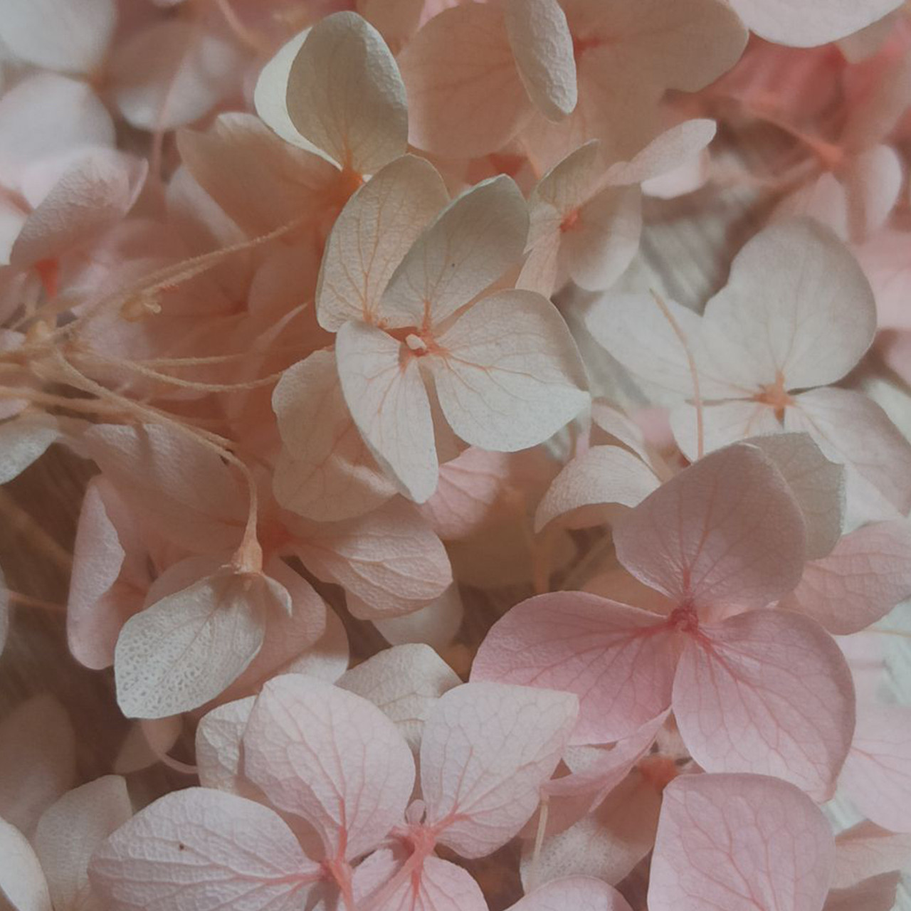 Сухоцветы Гортензия стабилизированная нежно-розовая - фото 1 - id-p223542577