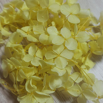 Сухоцветы Гортензия стабилизированная жёлтая