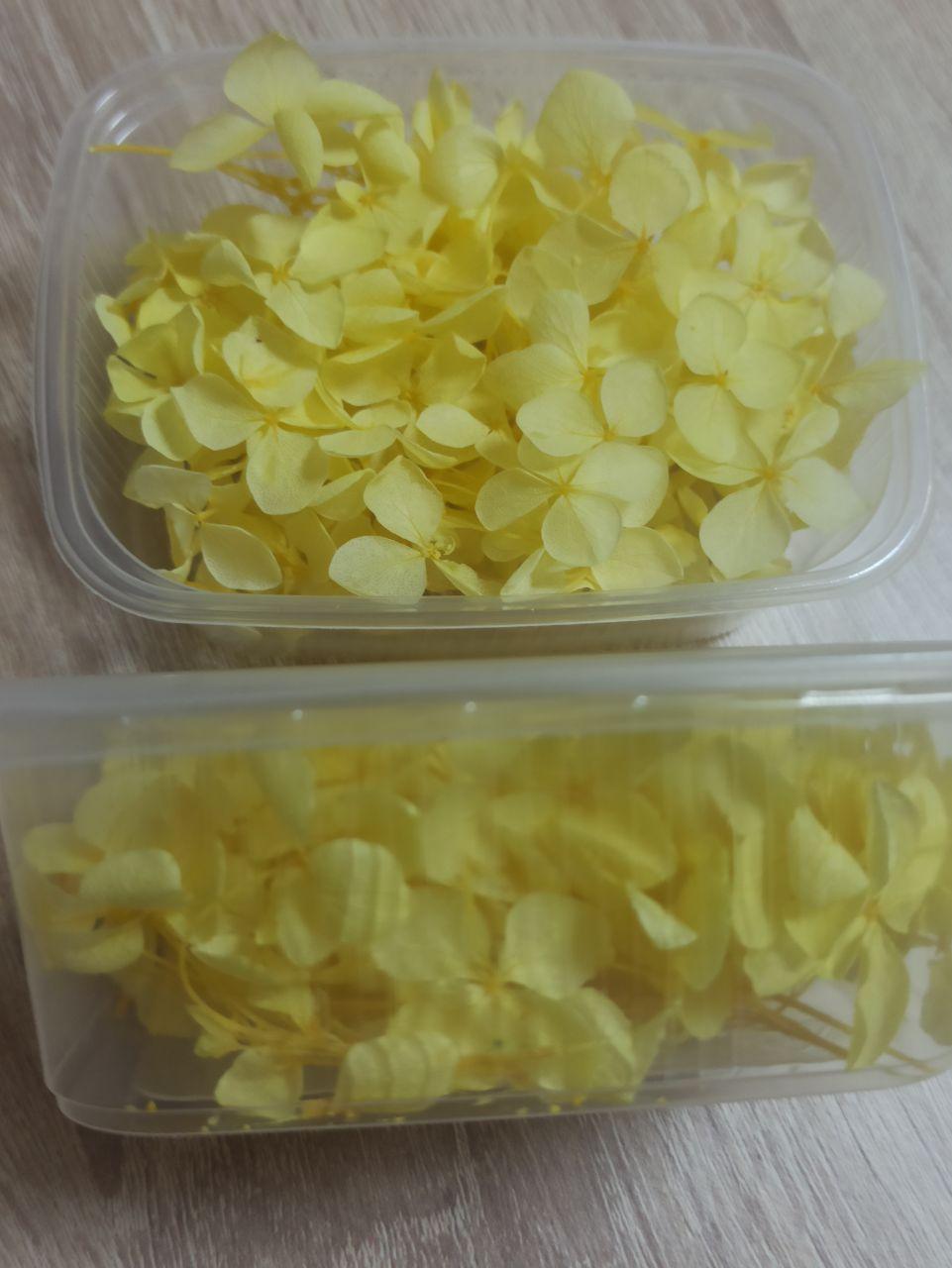 Сухоцветы Гортензия стабилизированная жёлтая - фото 2 - id-p223542578
