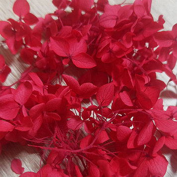 Сухоцветы Гортензия стабилизированная красная