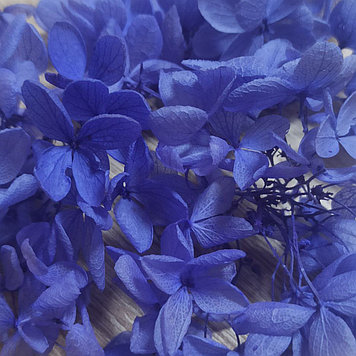 Сухоцветы Гортензия стабилизированная синяя