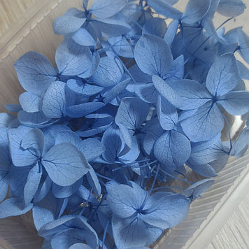 Сухоцветы Гортензия стабилизированная нежно-синяя