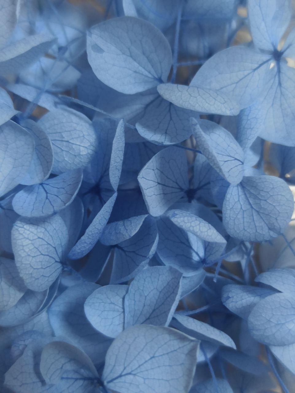 Сухоцветы Гортензия стабилизированная нежно-синяя - фото 3 - id-p223542581