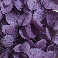 Сухоцветы Гортензия стабилизированная фиолетовая