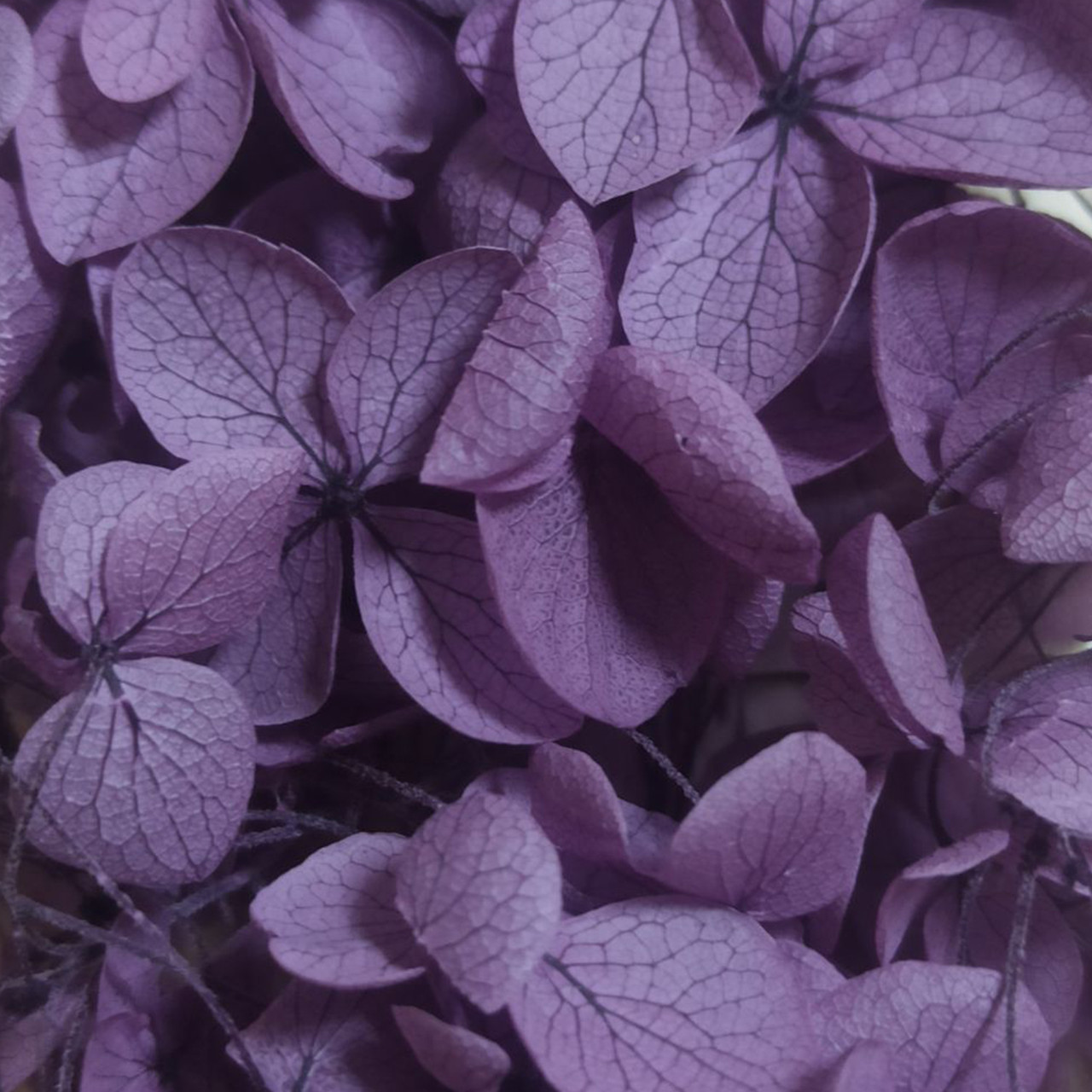 Сухоцветы Гортензия стабилизированная фиолетовая - фото 1 - id-p223542582