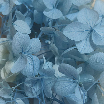 Сухоцветы Гортензия стабилизированная голубая