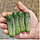 Семена Огурца "Пасамонте" F1 10шт Syngenta Seeds B.V., фото 2