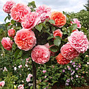 Штамбовая роза Abraham Darby, фото 2