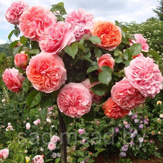 Штамбовая роза Abraham Darby - фото 2 - id-p223545658