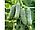 Семена огурца "Мирабелл" F1 250 шт. Seminis, фото 2