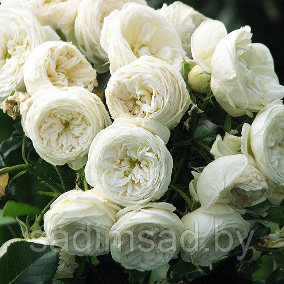 Штамбовая роза Артемис (Artemis) - фото 2 - id-p223545679