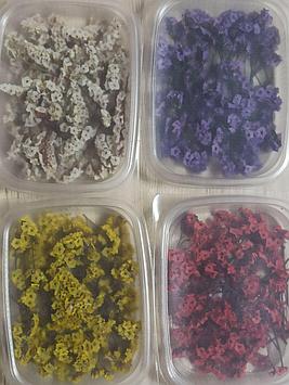 Сухоцветы Лимониум стабилизированный Фиолетовый