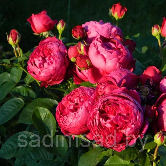Штамбовая роза Аскот (Ascot) - фото 1 - id-p223545811