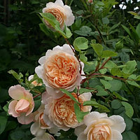 Штамбовая роза Крокус Роуз (Crocus Rose)