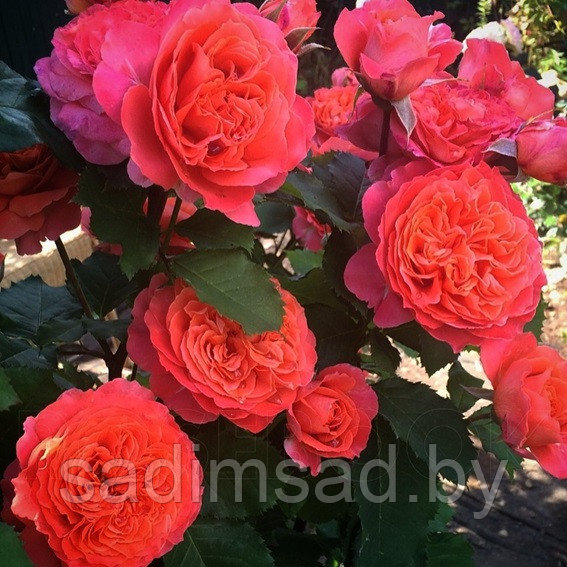 Штамбовая роза Эмильен Гийо (Emilien Guillot) - фото 1 - id-p223546612