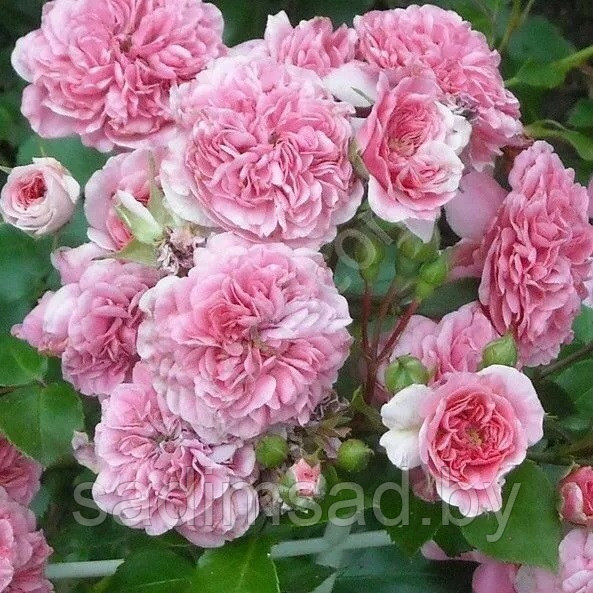 Штамбовая роза Пинк Свани (Pink Swany)