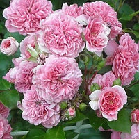 Штамбовая роза Пинк Свани (Pink Swany)