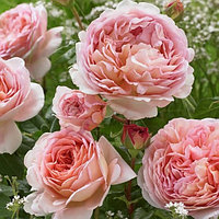 Штамбовая роза Abraham Darby