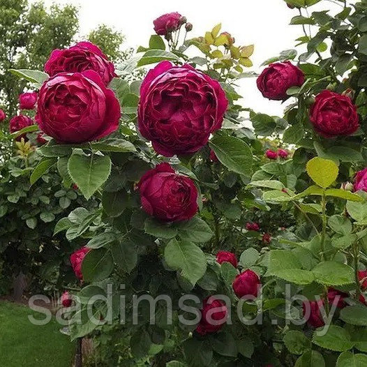 Штамбовая роза Аскот (Ascot) - фото 2 - id-p223545811