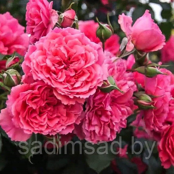 Штамбовая роза Розариум Ютерсен (Rosarium Utersen) плетистая