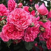 Штамбовая роза Розариум Ютерсен (Rosarium Utersen) плетистая