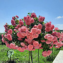 Штамбовая роза Розариум Ютерсен (Rosarium Utersen) плетистая, фото 2