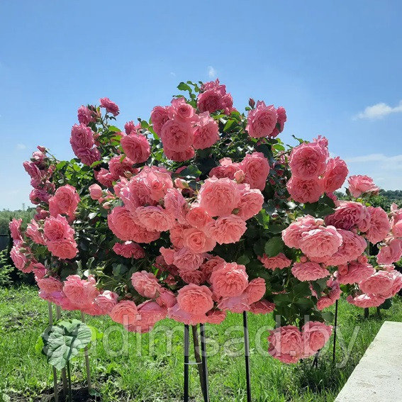 Штамбовая роза Розариум Ютерсен (Rosarium Utersen) плетистая - фото 2 - id-p173068598