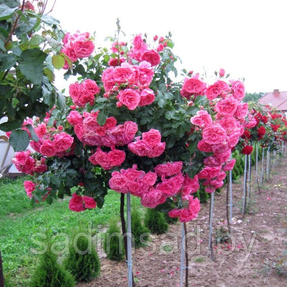 Штамбовая роза Розариум Ютерсен (Rosarium Utersen) плетистая - фото 3 - id-p173068598