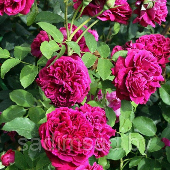 Штамбовая роза Вильям Шекспир (William Szekspir) - фото 1 - id-p223581548