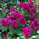 Штамбовая роза Вильям Шекспир (William Szekspir), фото 2