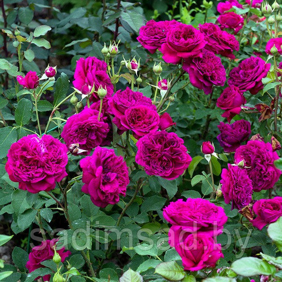 Штамбовая роза Вильям Шекспир (William Szekspir) - фото 2 - id-p223581548