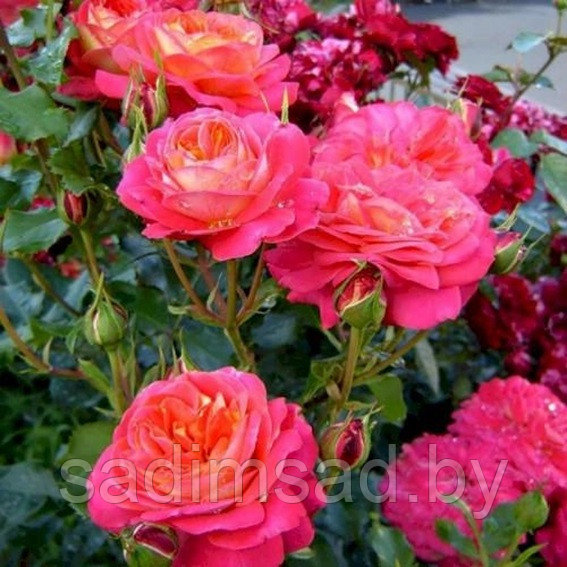 Штамбовая роза Мидсаммер (Midsummer) - фото 1 - id-p223582291