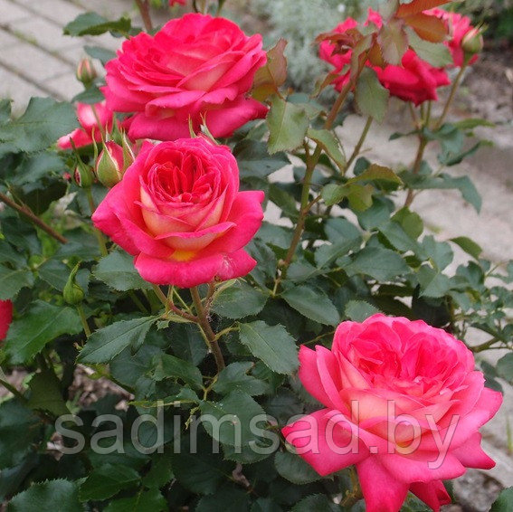 Штамбовая роза Мидсаммер (Midsummer) - фото 2 - id-p223582291