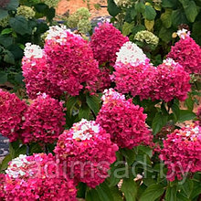 Гортензия метельчатая Строберри Блоссом (Strawberry Blossom)