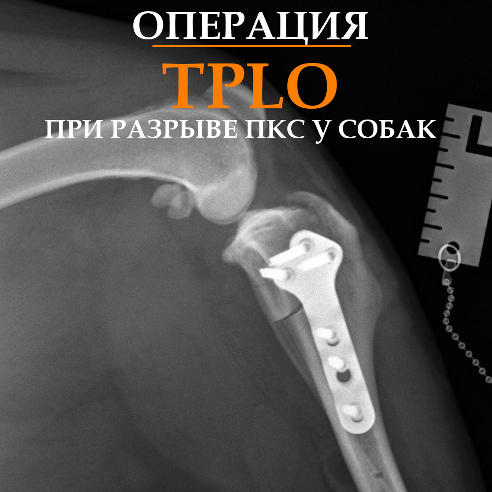 Операция TPLO "тпло" при разрыве крестообразной связки у собак