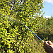 Опрыскиватель-распылитель садовый "Туман-2" 69см, гидравлический, ручной, регулируемое сопло (Россия), фото 2