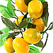 Декоративное дерево "Лимон" h46см, в пластмассовом горшке (Китай), фото 3