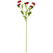 Цветок "Ранункулюс" цвет - бордовый, 66см, 6 цветков (Китай), фото 2