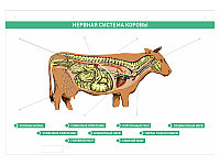 Электрифицированный стенд "Нервная система сельскохозяйственных животных" со сменными фолиями